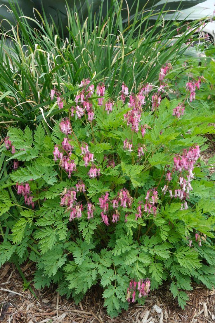 Dicentra (Bleeding Heart)