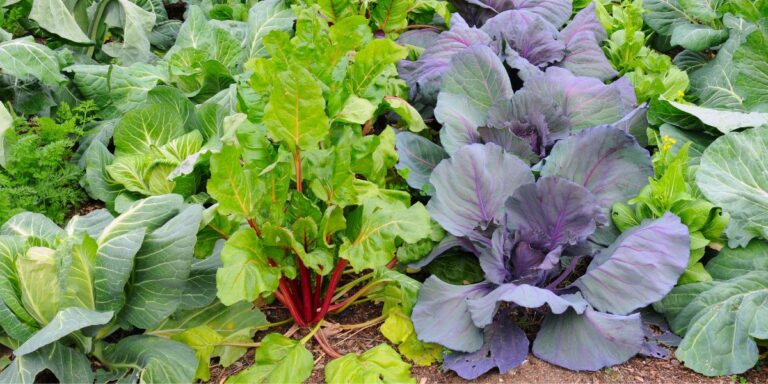 Discover 22 Fast-Growing Vegetables You Can Harvest in Just 60 Days