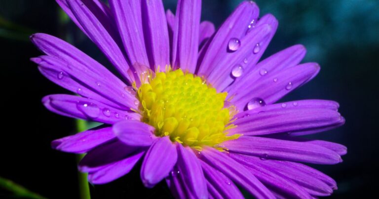 Discover the Symbolism of Your Birth Flower