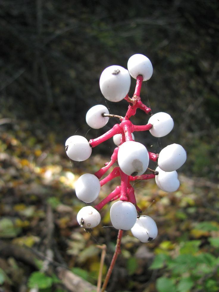 Doll's Eye (Actaea pachypoda)