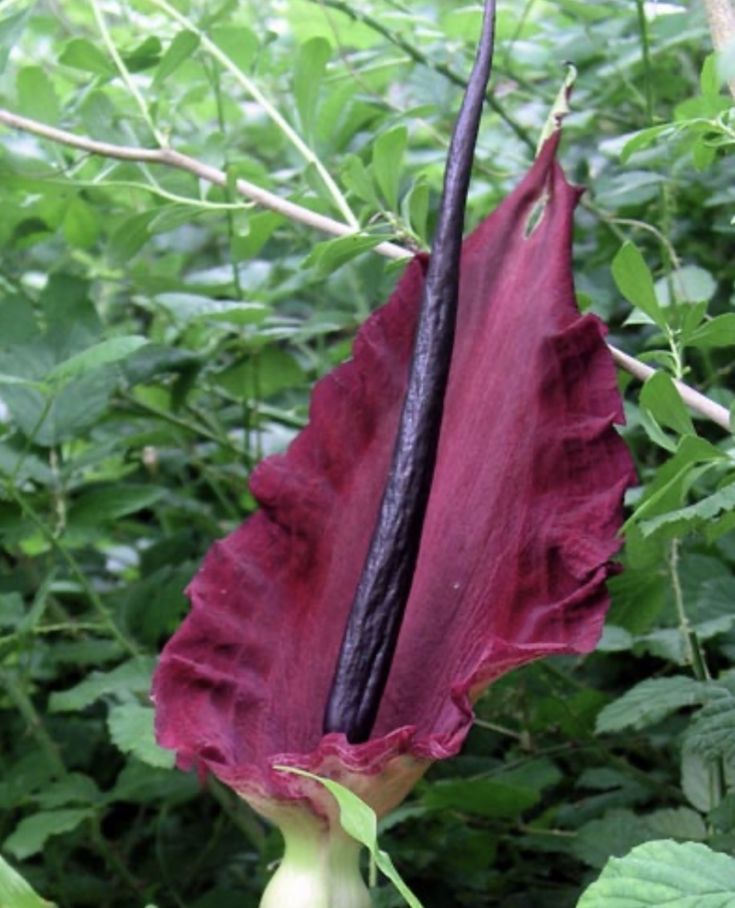 Dracunculus vulgaris