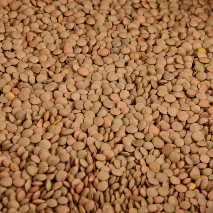 Dried Lentils