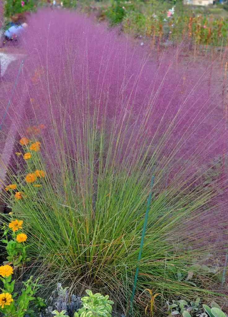 Drought-Tolerant Plants