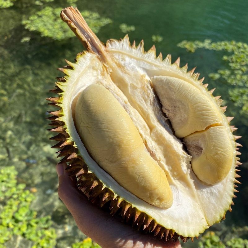 Durian