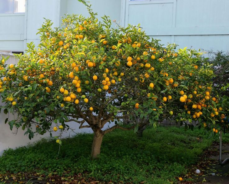 Dwarf Lemon Tree