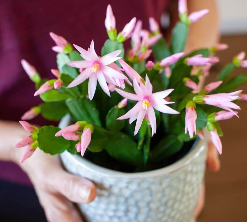 Easter Cactus