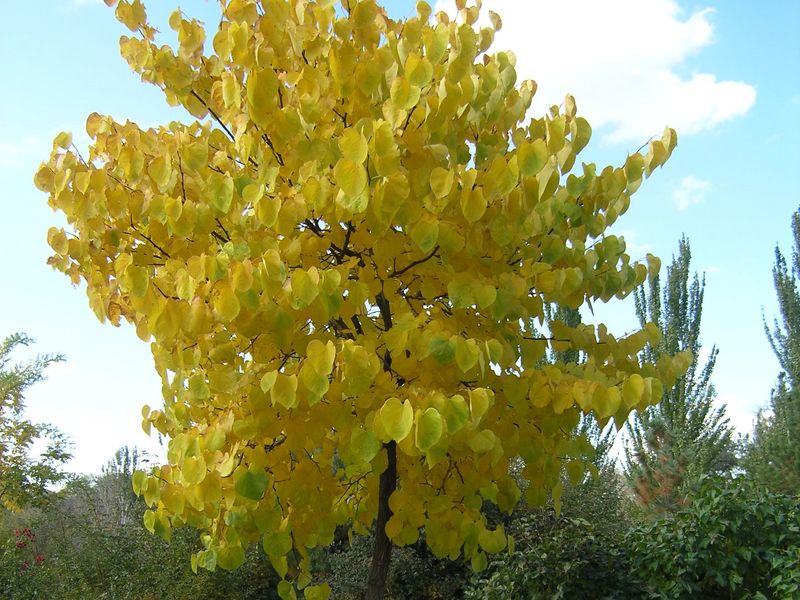 Eastern Redbud