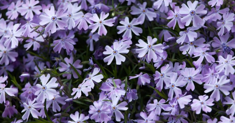 Easy-to-Grow Flowers: 28 Best Picks for New Gardeners