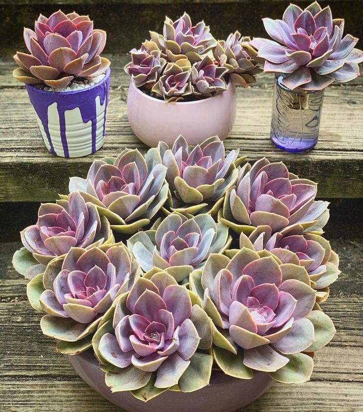 Echeveria Perle von Nurnberg