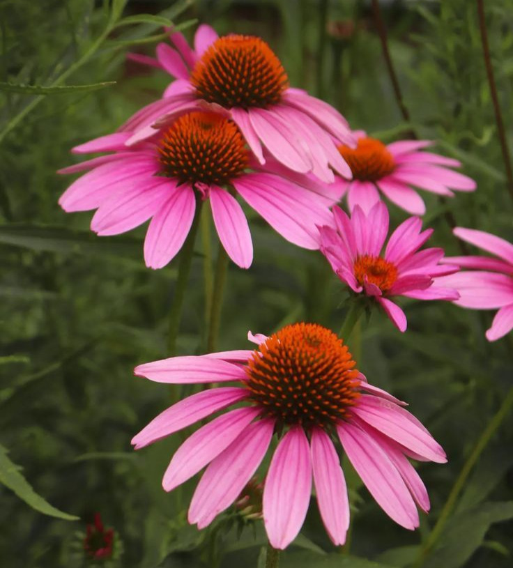 Echinacea