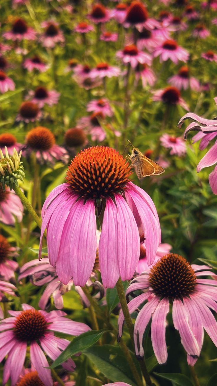 Echinacea (Coneflower)