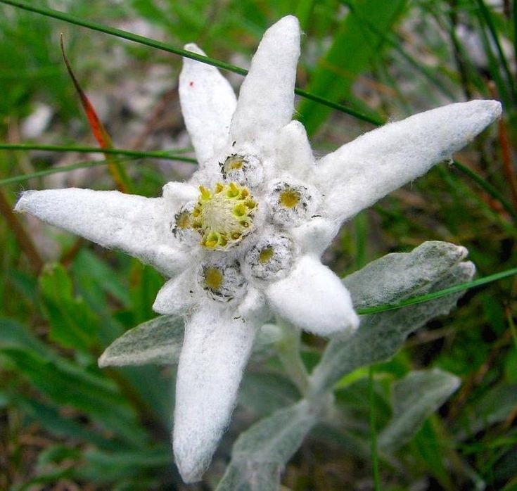 Edelweiss