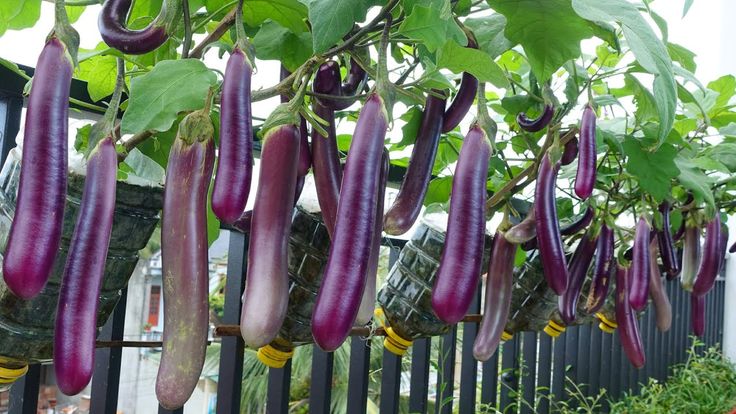 Eggplants