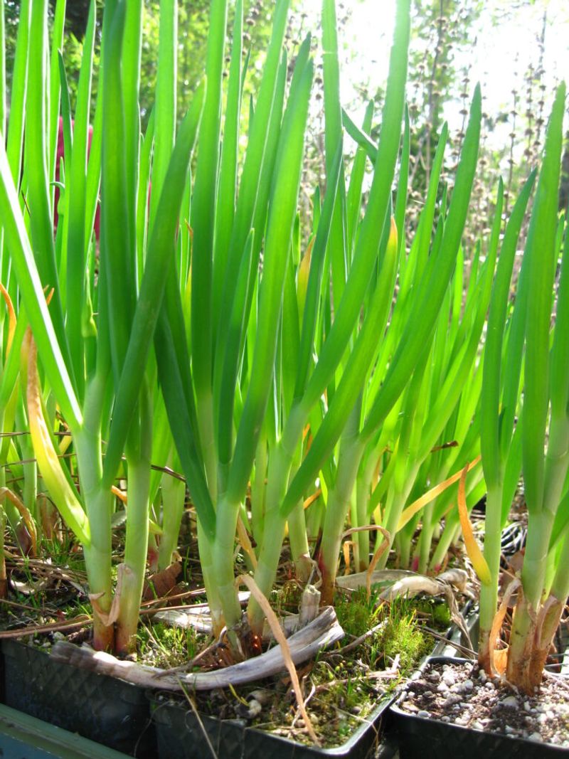 Egyptian Walking Onion