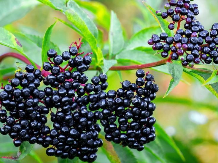 Elderberry