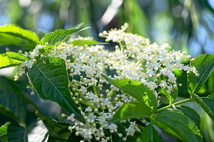 Elderflowers