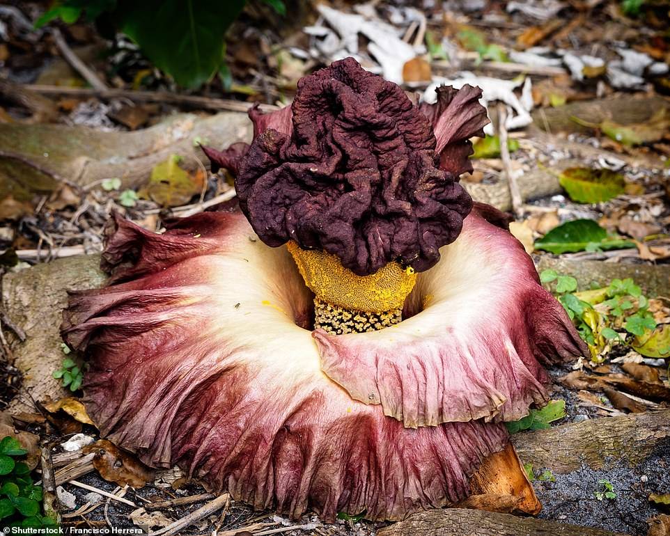 Elephant Foot Yam (Amorphophallus paeoniifolius)