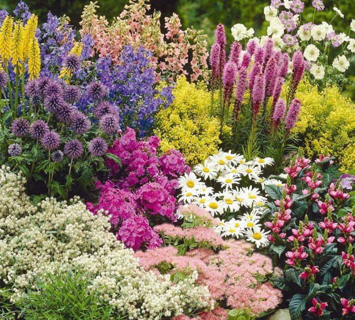 Embrace Perennial Plants