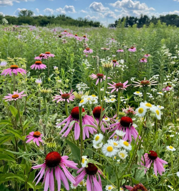 Embrace Wildflowers