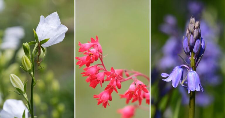 17 Enchanting Bell-Shaped Flowers to Create a Dreamy Garden