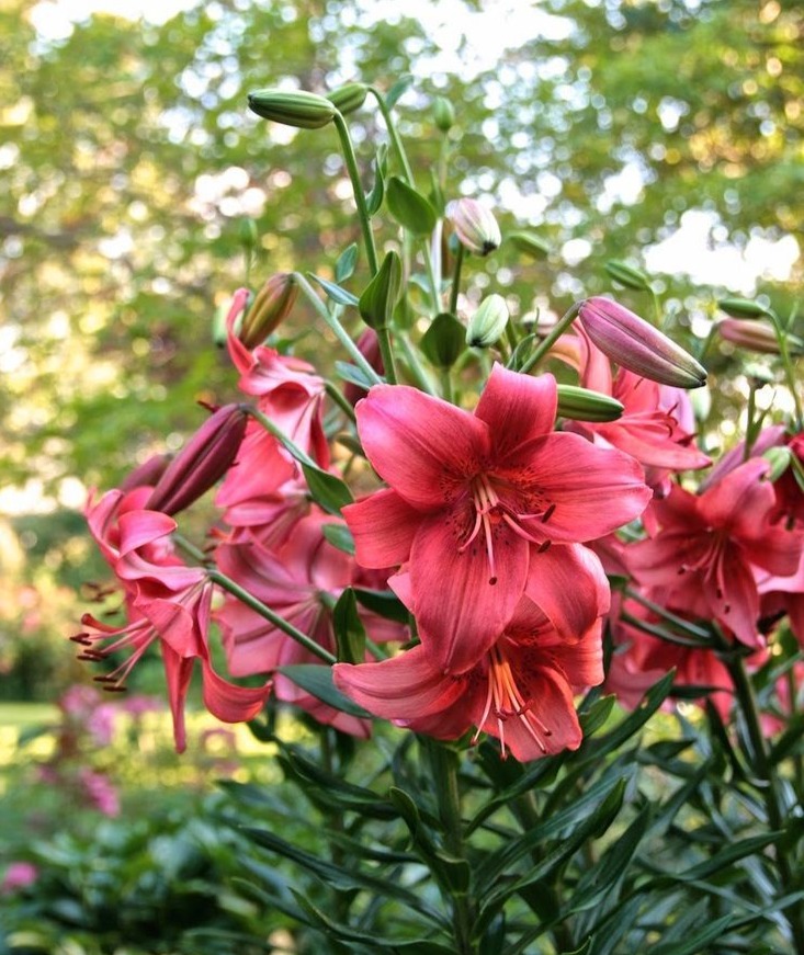 Encouraging Dormancy Post-Bloom