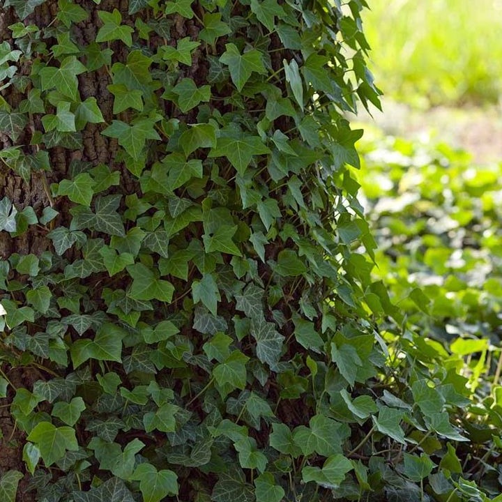 English Ivy