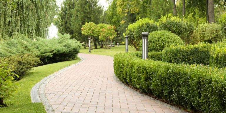 Enhance Your Yard’s Privacy with These 18 Evergreen Plants