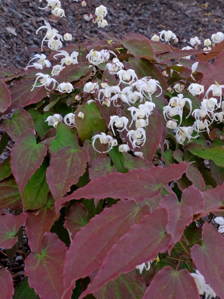 Epimedium