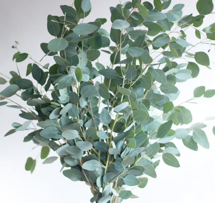 Eucalyptus Sprigs