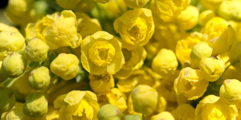 Evergreen Mahonia – A Stunning Winter Addition
