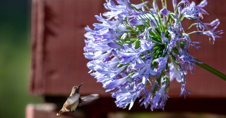 5 Mistakes to Avoid When Growing Agapanthus