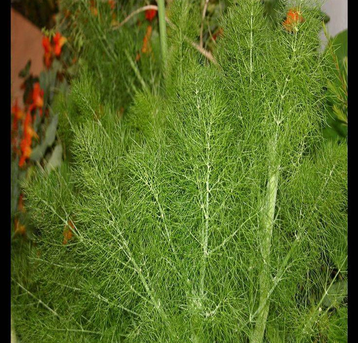 Fennel