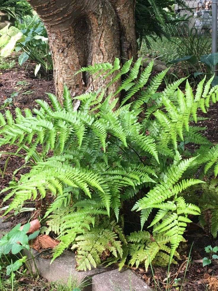 Ferns