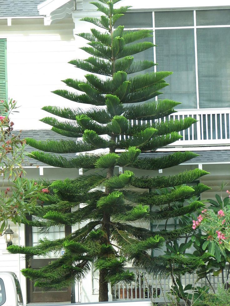 Fir Tree