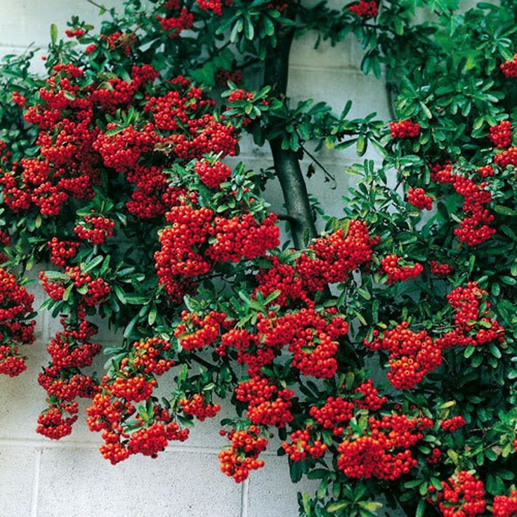 Firethorn (Pyracantha)