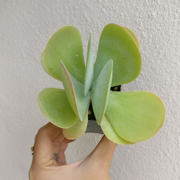 Flapjack Succulent