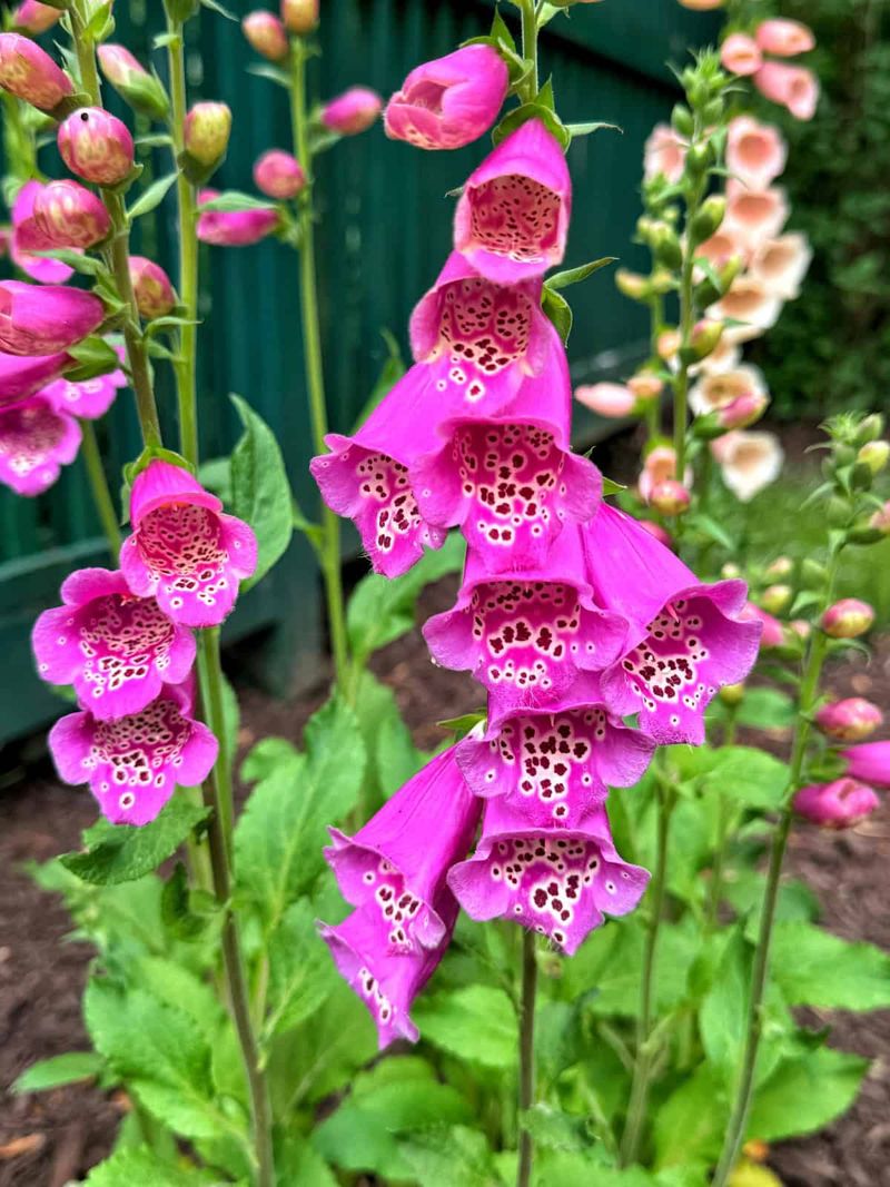 Foxgloves