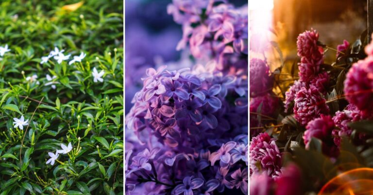 Trending Now: 10 Fragrant Flower Varieties That Are Taking Gardens by Storm