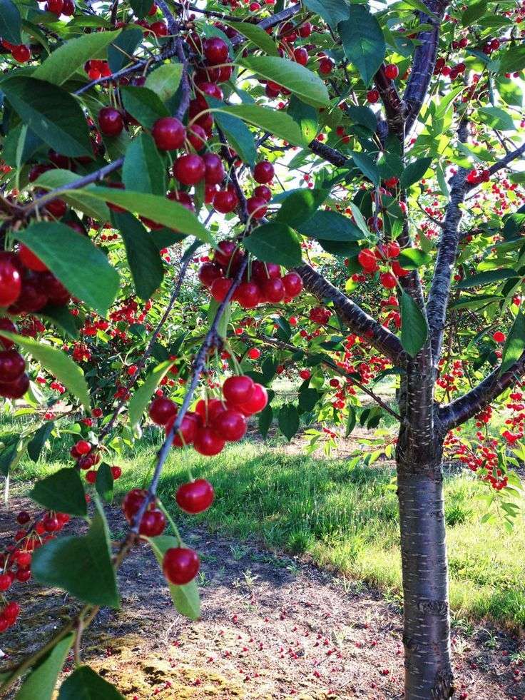 Fruit Trees