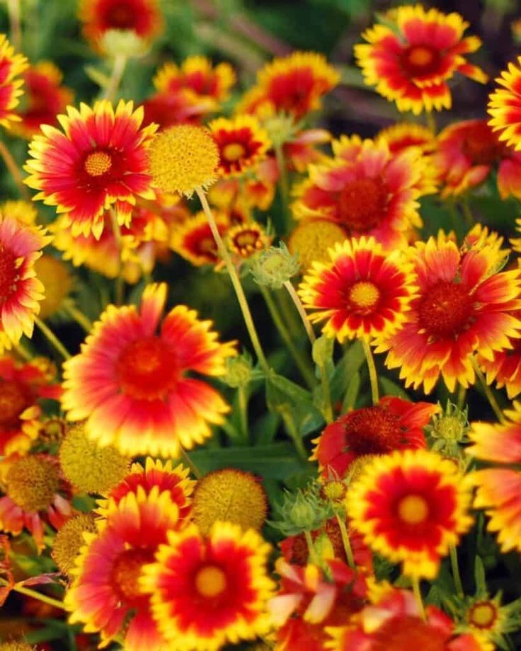 Gaillardia (Blanket Flower)