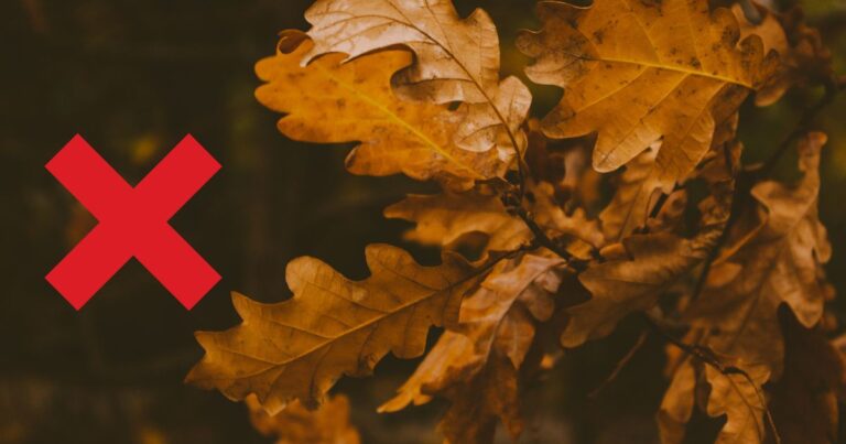 Gardening Alert: 5 Leaves to Skip in Compost