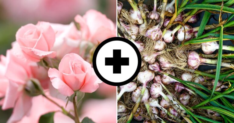 Gardening Neighbors: A little Guide to Plant Harmony