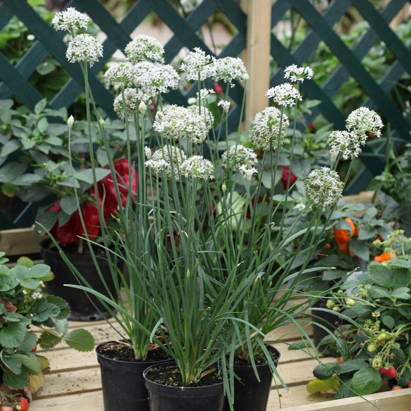 Garlic Chives