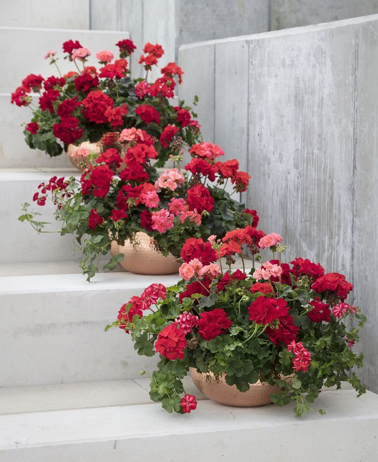 Geraniums