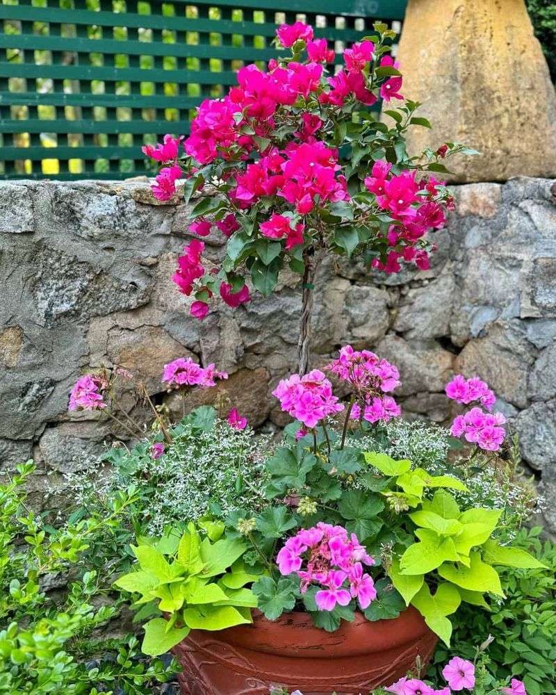 Geraniums