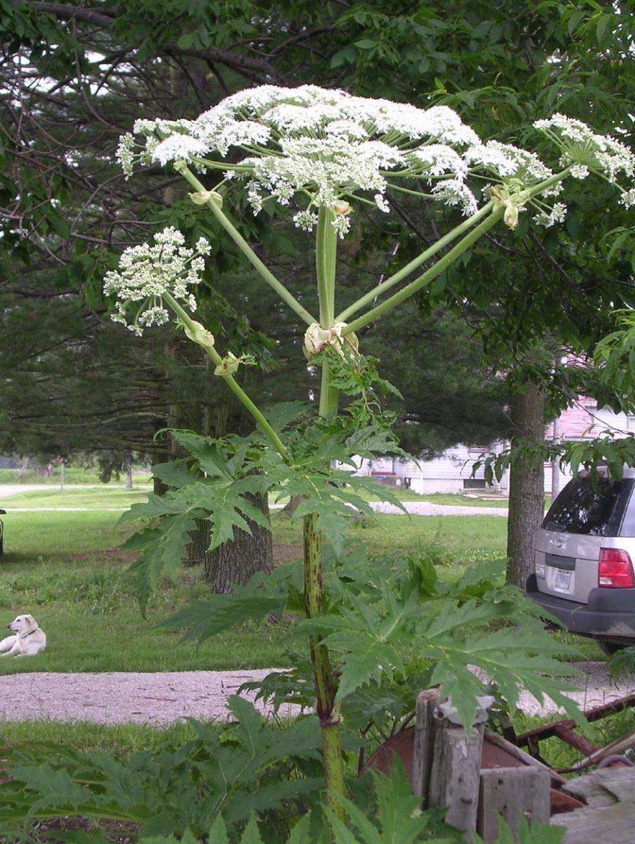 Giant Hogweed (Heracleum mantegazzianum)