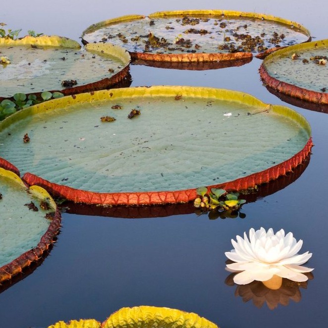 Giant Water Lily (Victoria amazonica)