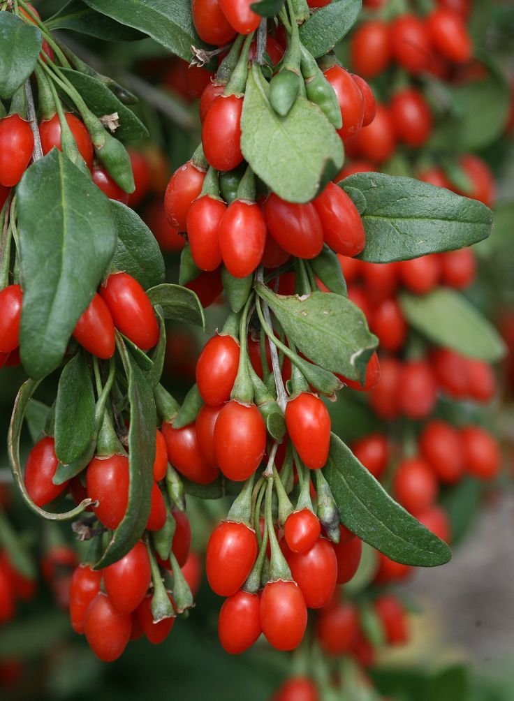 Goji Berry (Lycium barbarum)