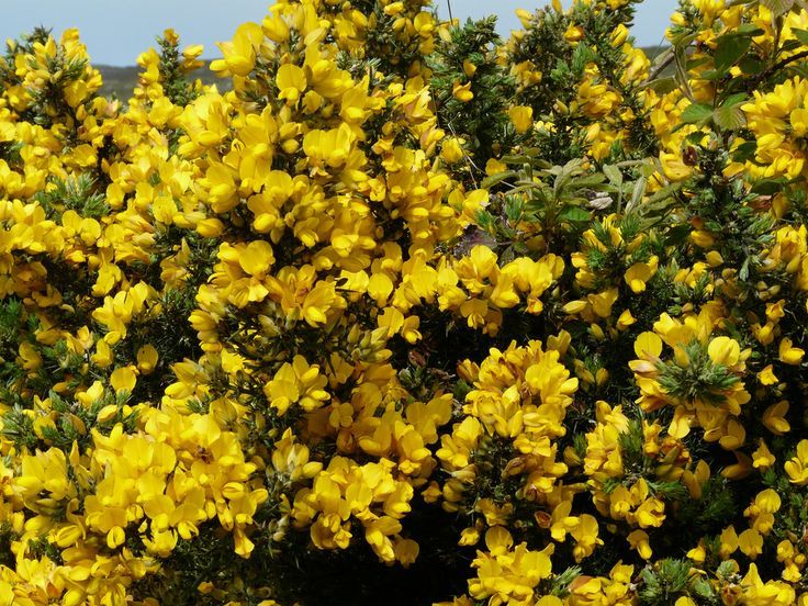 Gorse