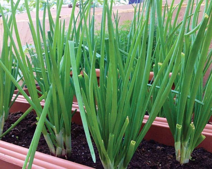 Green Onions